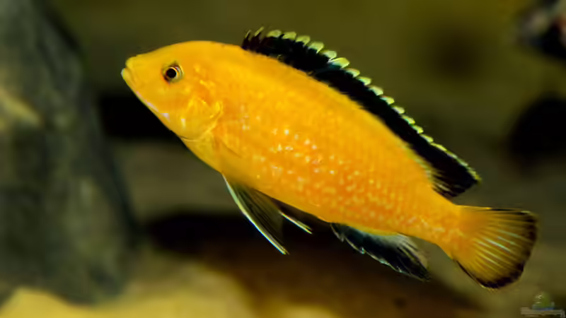 labidochromis caeruleus yellow von wakito (6)