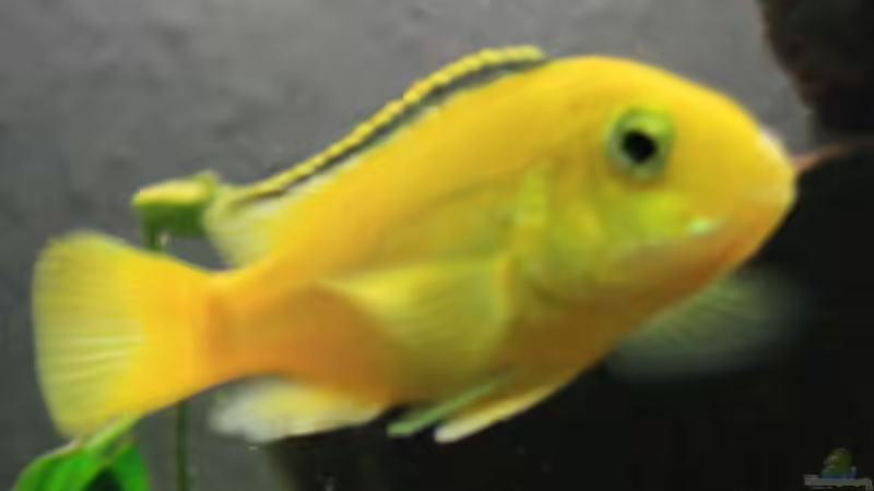 Labidochromis caeruleus ´Yellow´ (w) von JörgsMalawis (48)