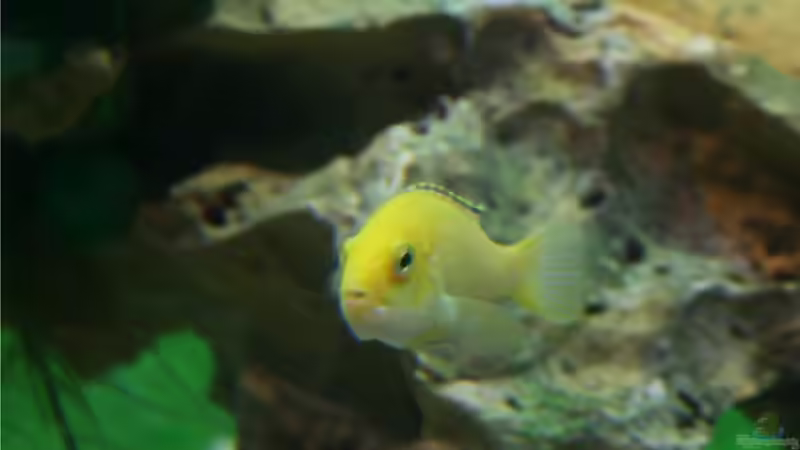 Labidochromis caeruleus ´Yellow´ Weibchen  von M3z (23)