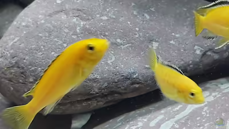 Labidochromis caeruleus ´Yellow´19.09.2026 von Matthias Dulleck (6)