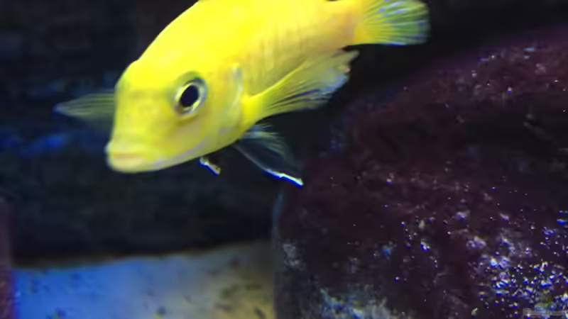 Labidochromis caeruleus´Yellow´ von Sven W. (4)