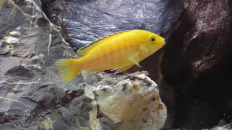 Labidochromis caerulleus ´Yellow´ von Werner Wittwer (24)
