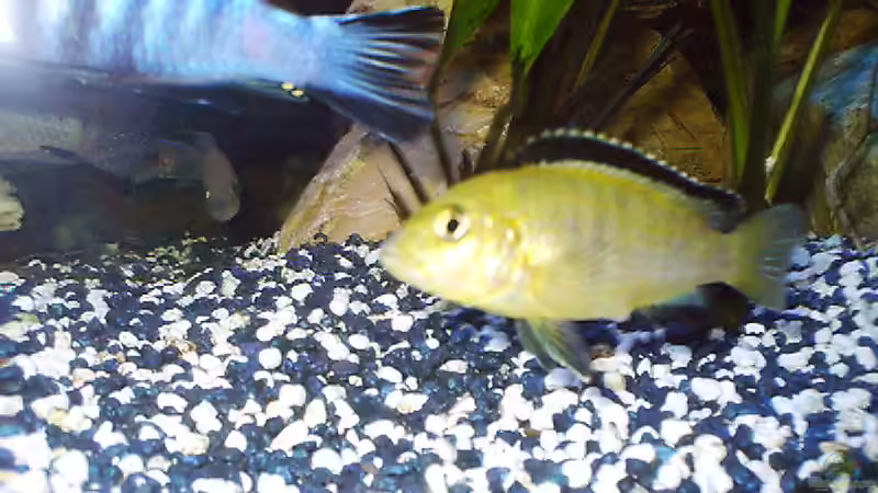 Labidochromis caraleus  von Stephan Weber (9)