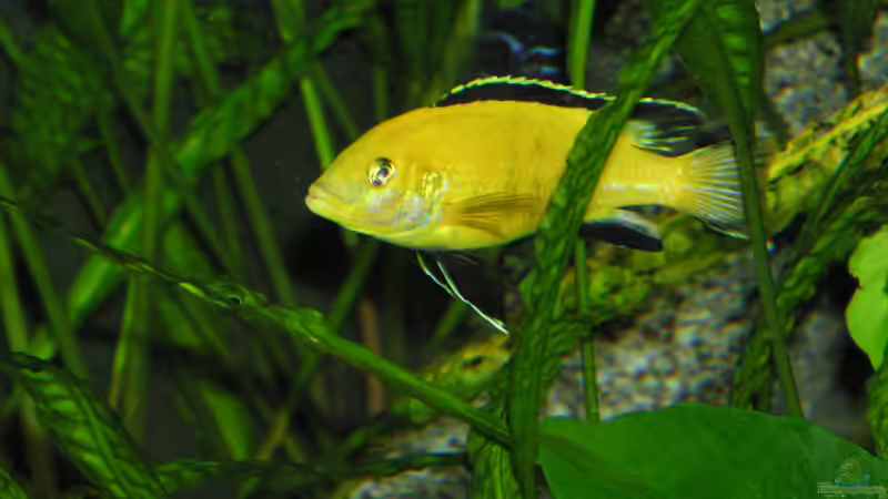Labidochromis careleus von Alexander Steinkellner (16)