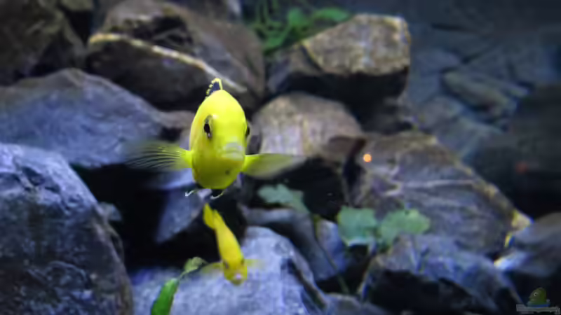 Labidochromis caruleus yellow von BastiB (48)