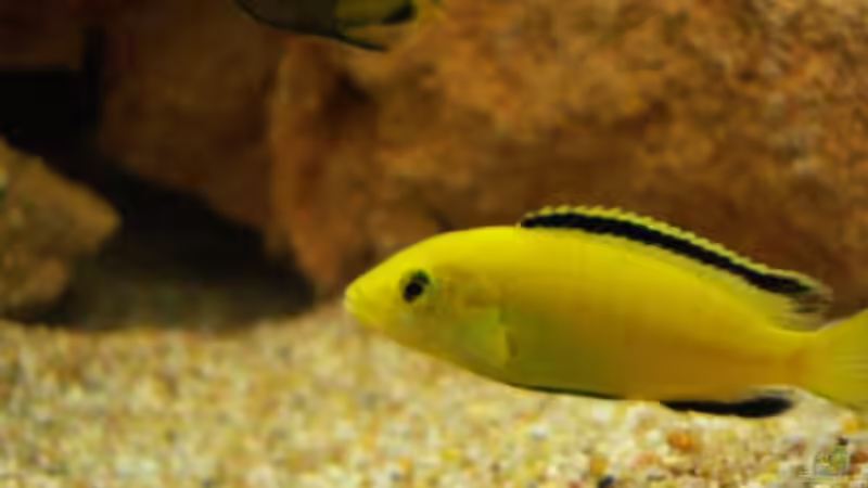 Labidochromis Cearuleus von Roman Bischof (6)