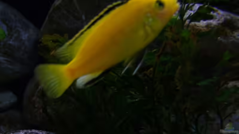 labidochromis cearuleus von wadde (50)