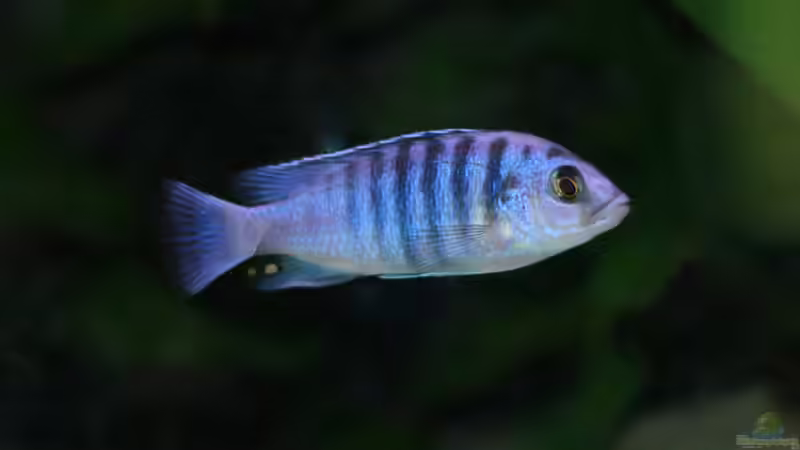 Einrichtungsbeispiele für Labidochromis chisumulae