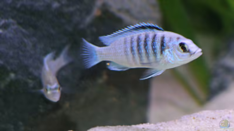 Einrichtungsbeispiele für Labidochromis chisumulae