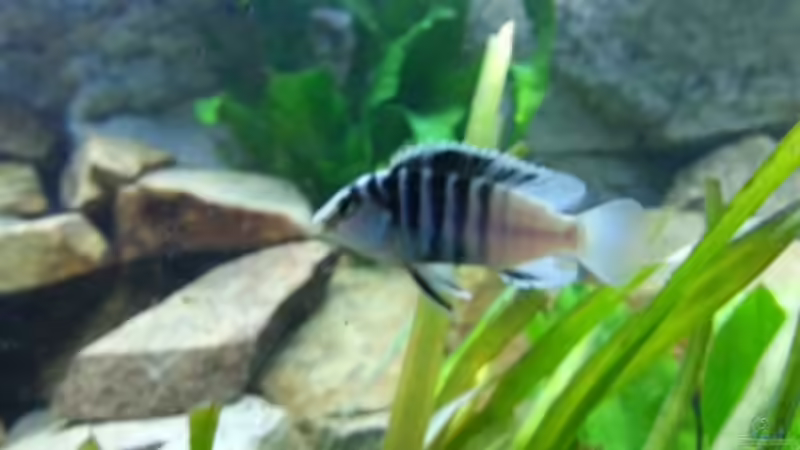 Labidochromis chisumulae Männchen von AFRA (8)