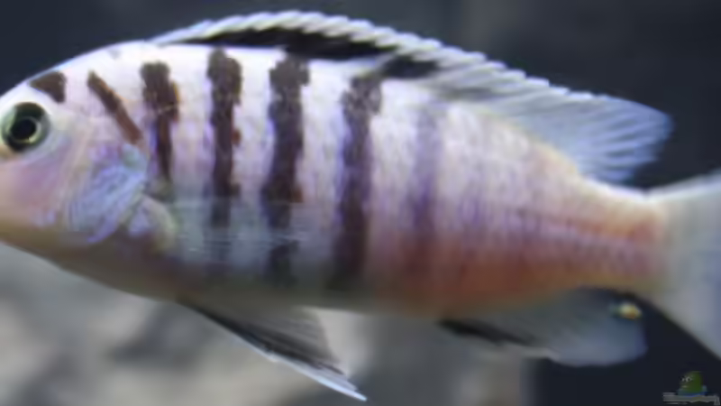 Labidochromis chisumulae von JörgsMalawis (61)