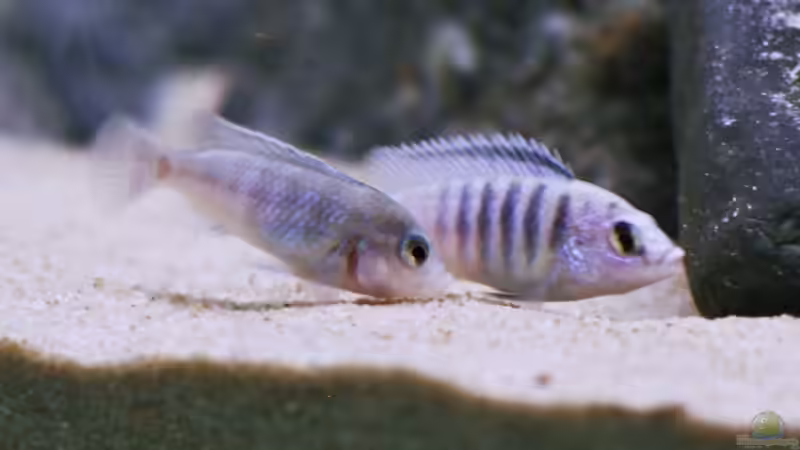 Labidochromis Chisumulae von Nina Hutter (13)
