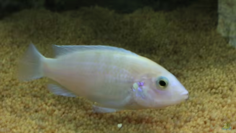 Labidochromis chisumulae (w) von JörgsMalawis (42)