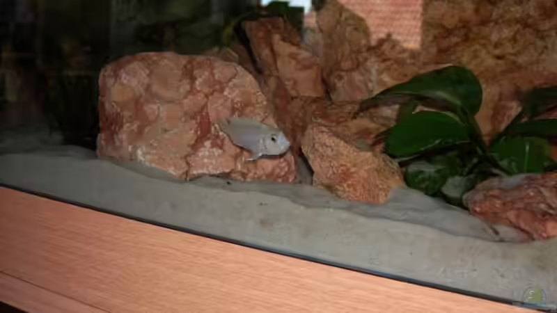 Labidochromis chisumulae Weibchen mit dicken Backen!!! von Samson (13)