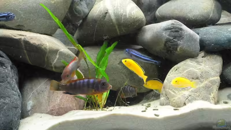 Labidochromis hongi, Labidochromis yellow, Melanochromis maingano von Thobi (7)