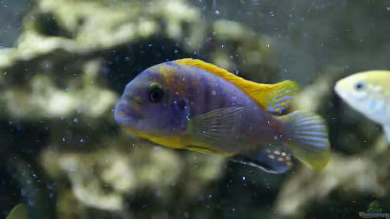 Labidochromis Hongi (Bock) von AquaAndy (5)