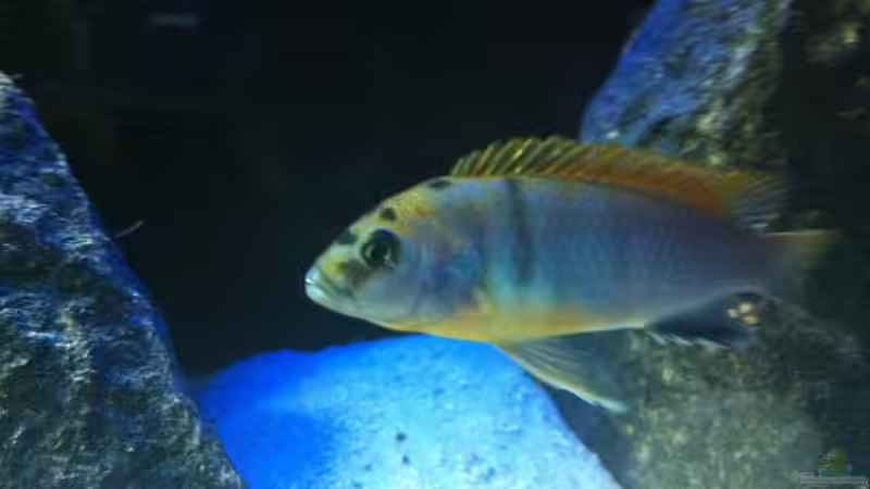 Labidochromis ´Hongi´ Bock von Meckel (24)