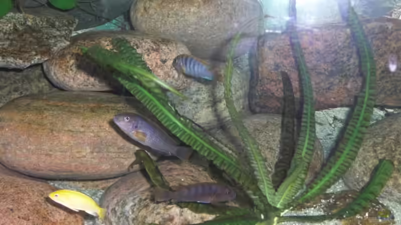 Labidochromis hongi Gruppe 1 von Malawi TOM (55)