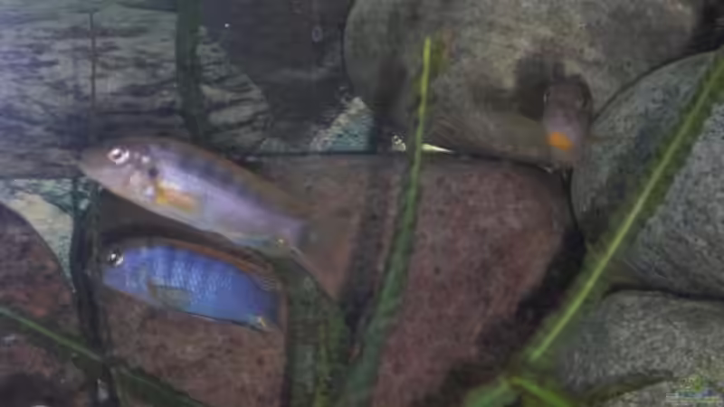 Labidochromis hongi Gruppe 2 von Malawi TOM (58)