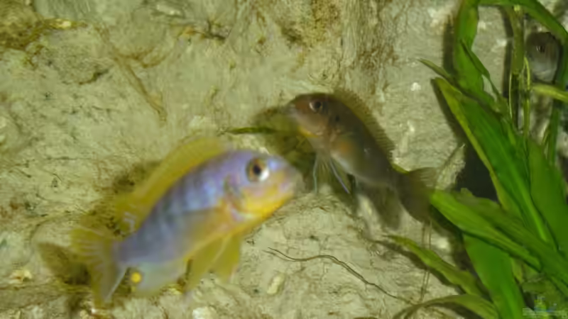 Labidochromis Hongi M / W von Claudio Zeitler (8)
