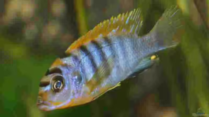 Labidochromis hongi M von Kurt Weissenboeck (3)