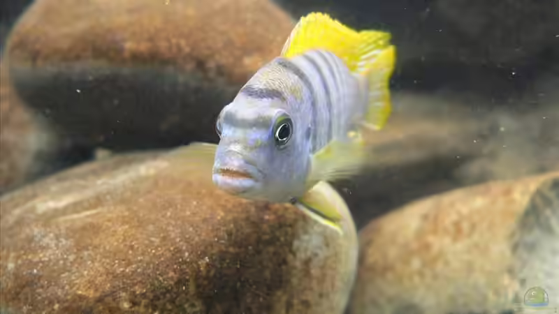 Labidochromis Hongi (m) von Thobi (9)