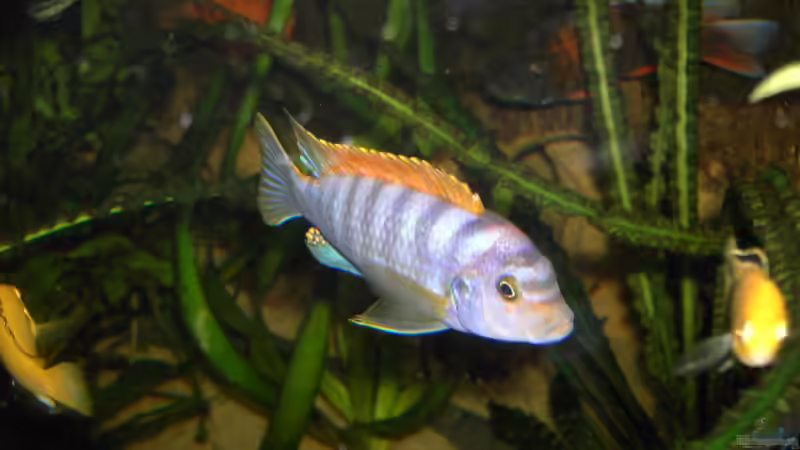 Labidochromis Hongi Mänchen von Heiko Schrandt (32)