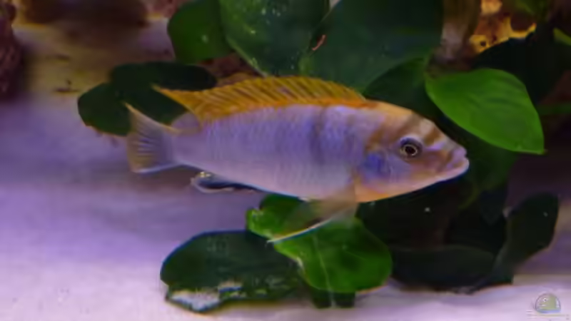 Labidochromis Hongi Männchen von Cichli (2)