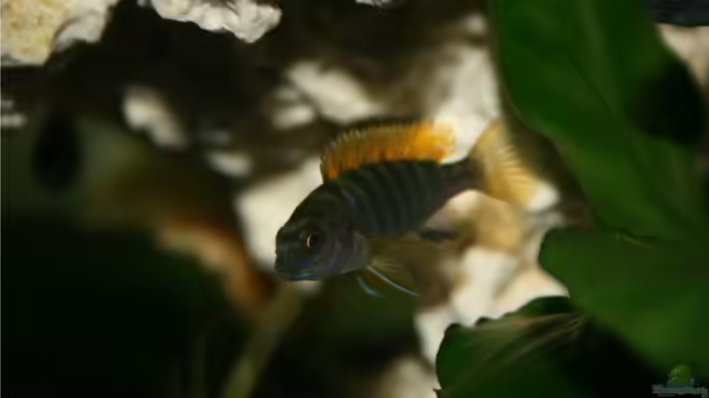 Labidochromis hongi Nachwuchs ca. 2 1/2 Monate alt. (in getrenntem Aufzuchtbecken) von M3z (33)