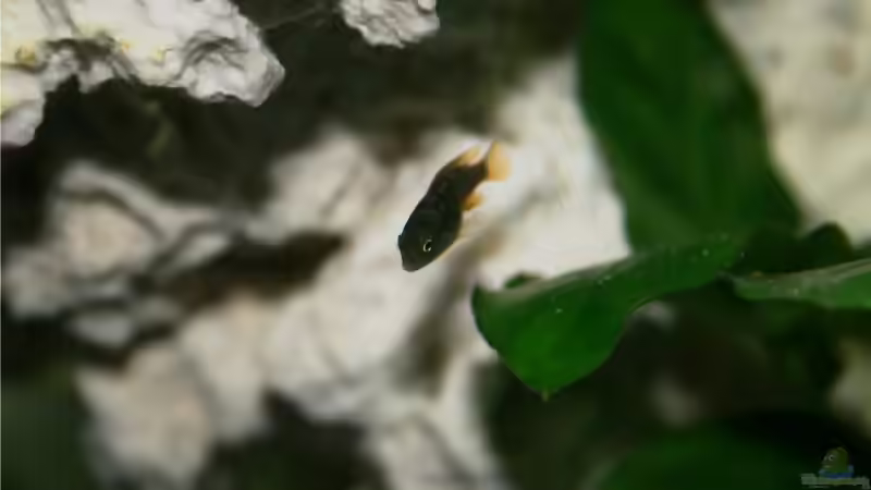 Labidochromis hongi Nachwuchs ca.2Wochen alt. (in getrenntem Aufzuchtbecken)  von M3z (32)