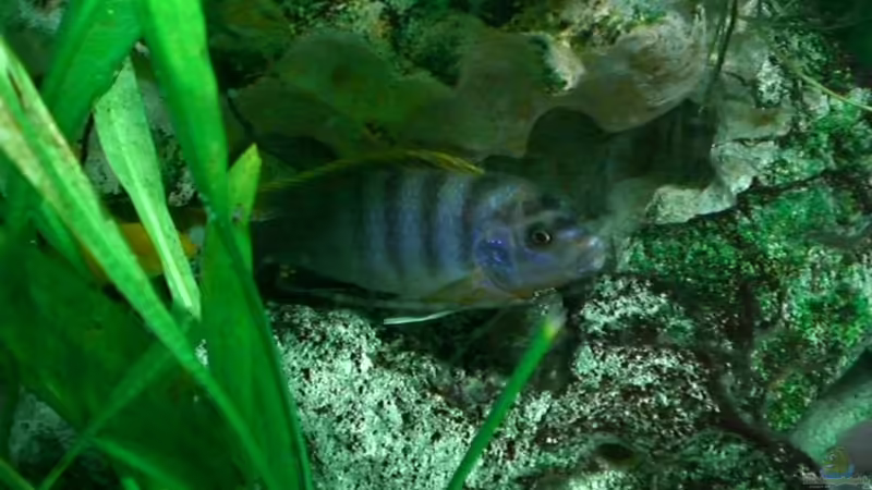 Labidochromis hongi red  von Thomas Dietrich (27)