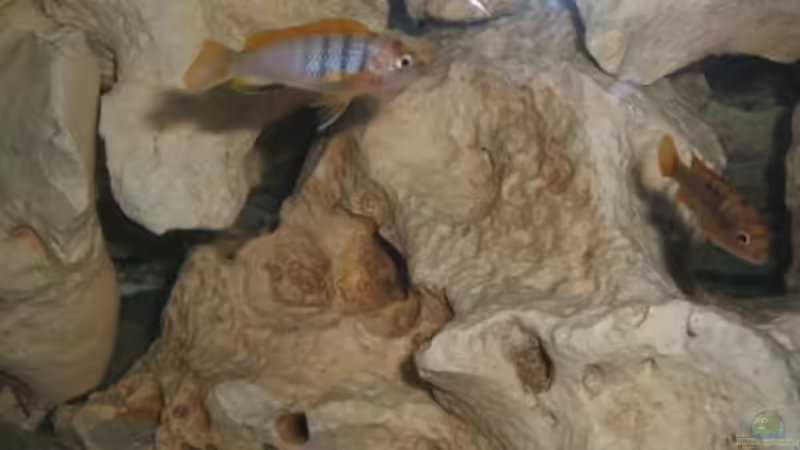 Labidochromis Hongi Red/Red von Bruno Dewald (6)