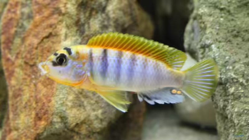 Labidochromis hongi Red Top (m) von fabsi (7)