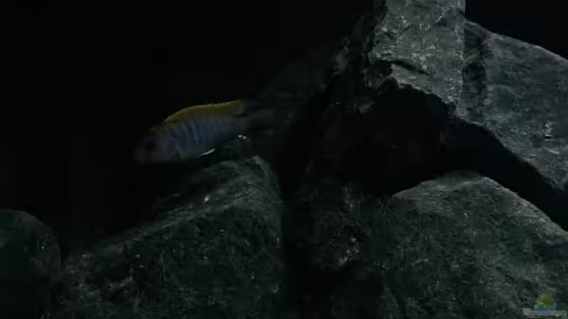 Labidochromis hongi red top (m) von Philipp Böhme (46)