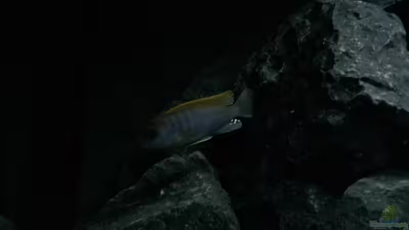 Labidochromis hongi red top (m) von Philipp Böhme (49)