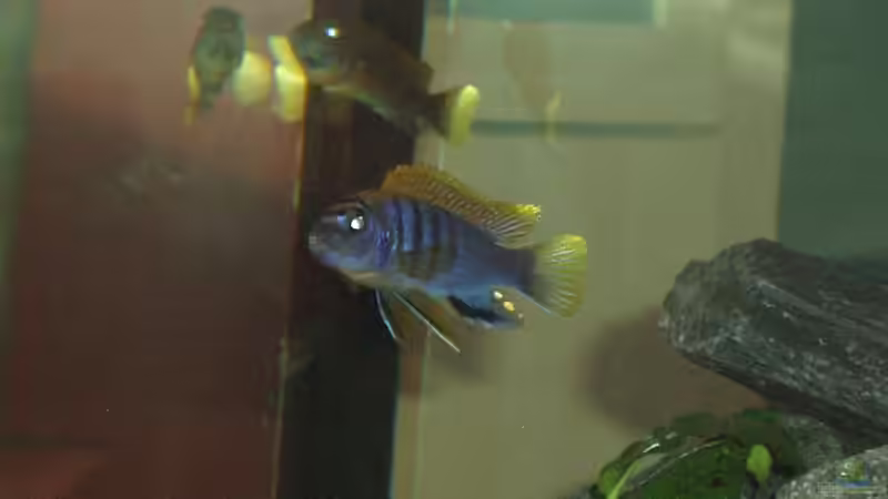 Labidochromis Hongi Red Top M von Stefan Matz (16)