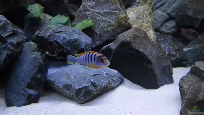 Labidochromis hongi ´red top´ von BastiB (46)