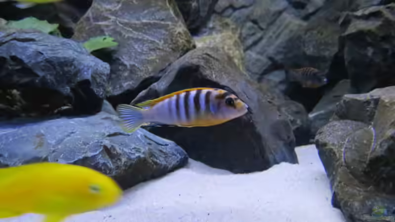 Labidochromis hongi ´red top´ von BastiB (50)
