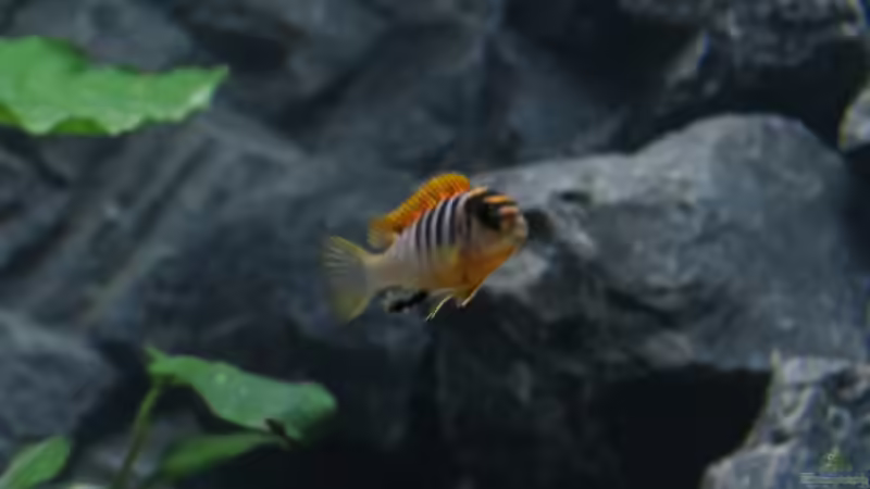Labidochromis Hongi Red Top von BastiB (61)