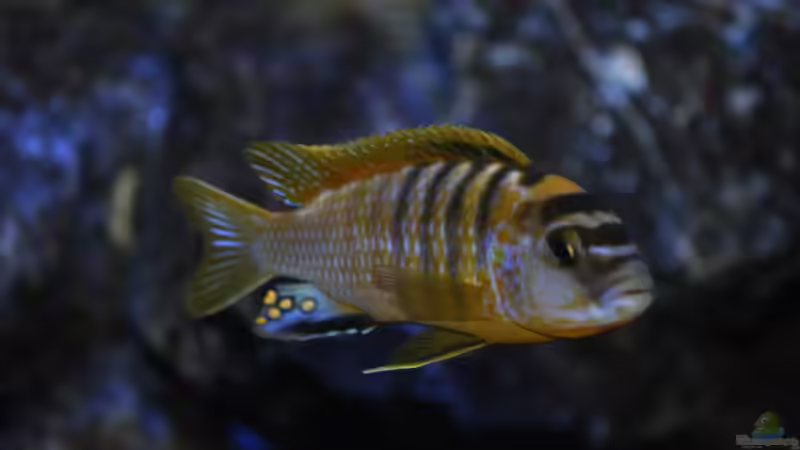 Labidochromis Hongi Red Top von Chimme (36)
