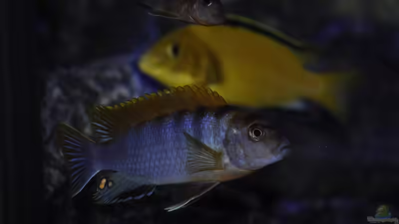 Labidochromis Hongi Red Top von Chimme (42)