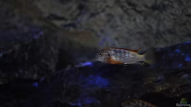 Labidochromis Hongi Red Top von Chimme (43)
