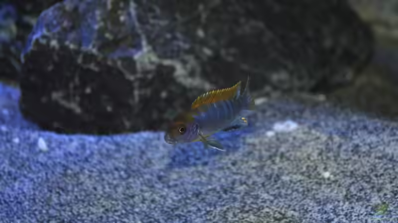 Labidochromis Hongi Red Top von Chimme (46)