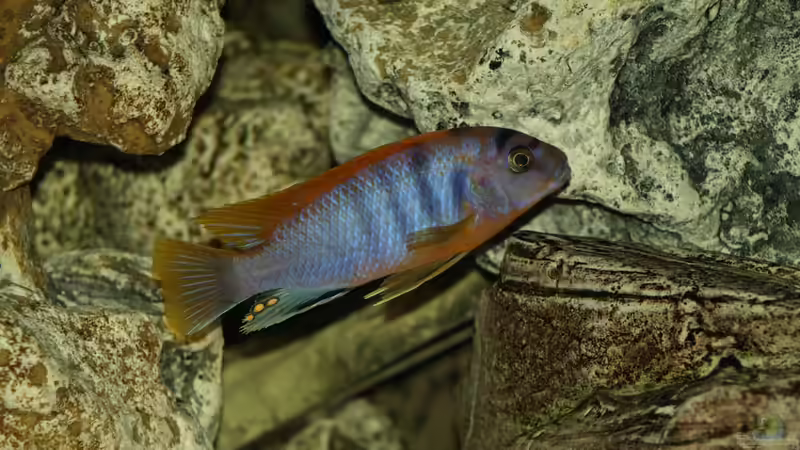 Labidochromis hongi Red Top von Erwin12 (12)