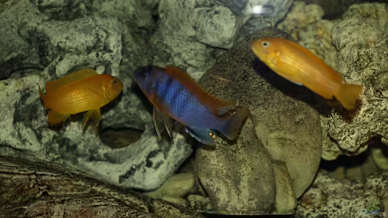 Labidochromis hongi Red Top von Erwin12 (14)