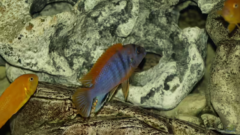 Labidochromis hongi Red Top von Erwin12 (16)