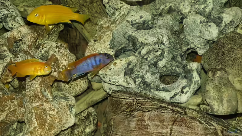 Labidochromis hongi Red Top von Erwin12 (20)