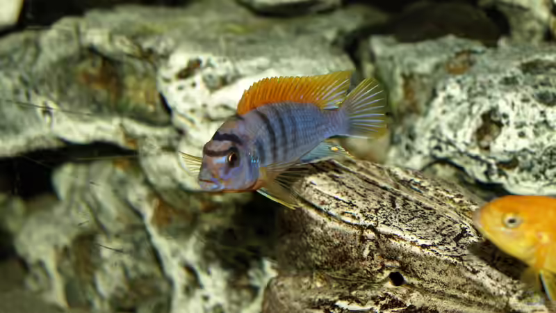 Labidochromis hongi Red Top von Erwin12 (31)