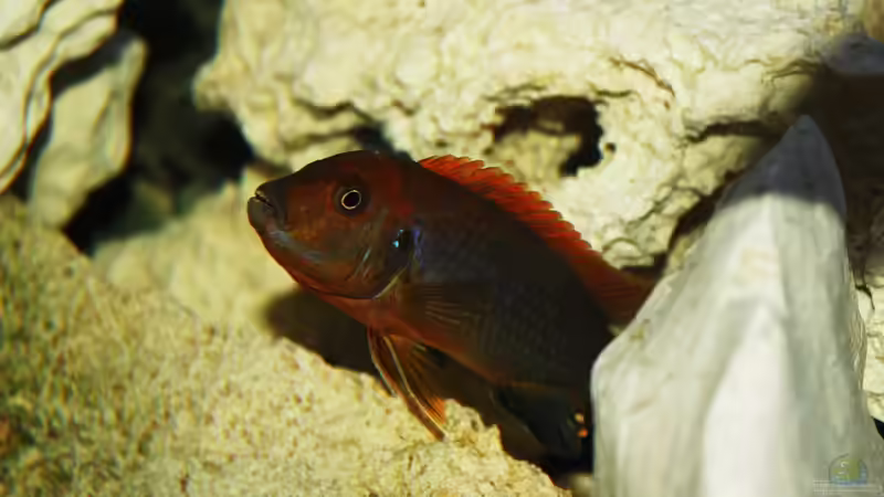 Labidochromis hongi red top von Flora15 (9)