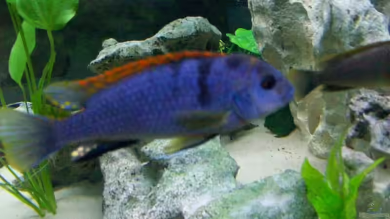 Labidochromis hongi red-top von Limbo (17)